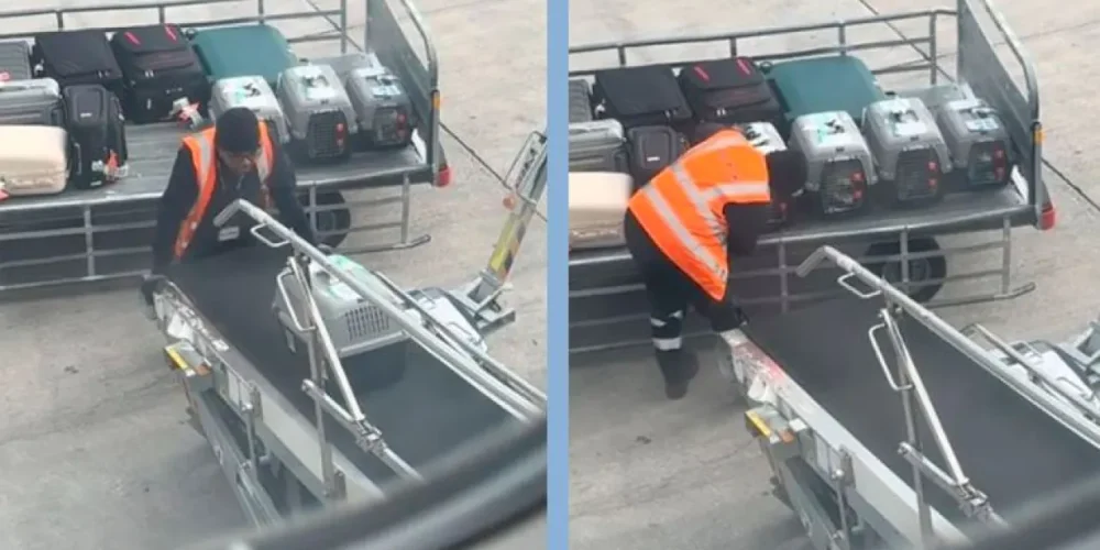 conquista-trabajador-aeropuerto-por-tratar-bien-gatitos-viajeros