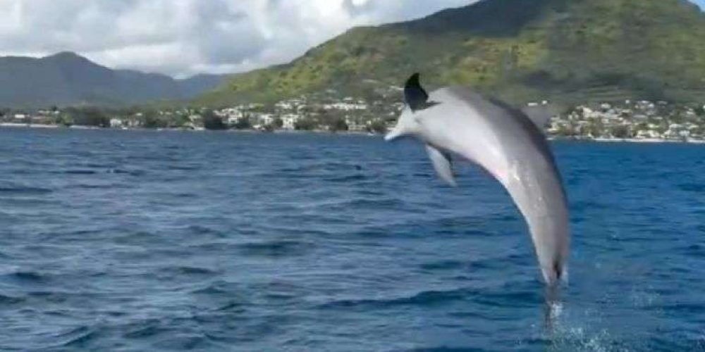 delfin-agradece-a-hombre-por-sacar-bolsa-de-basura-del-mar