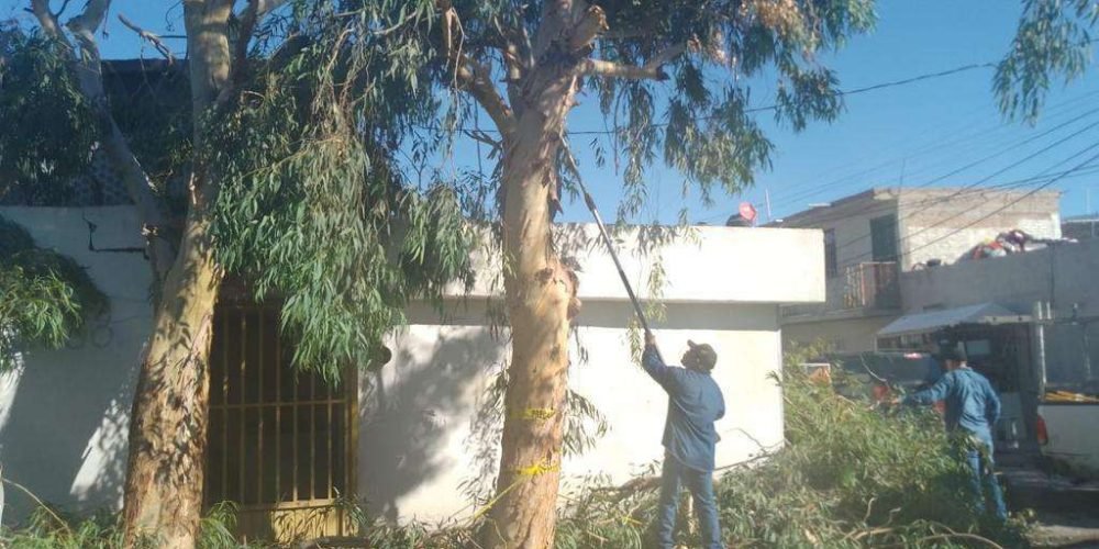 derribo-de-arbol-torreon