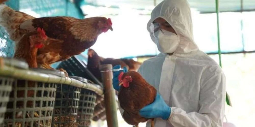 descartan-muerte-gripe-aviar-h5n2-oms-mexico