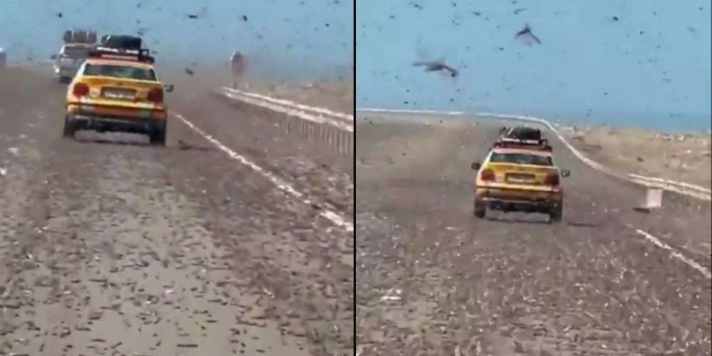 enjambre-langostas-aterroriza-conductores-carretera