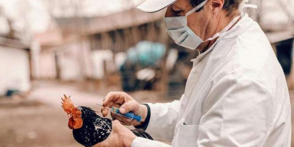 estados-unidos-segundo-caso-gripe-aviar-humanos