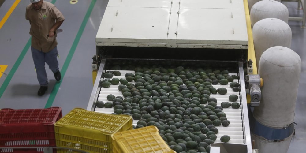 Fotografía de archivo de una máquina empacadora de aguacate. EFE/ Francisco Guasco
