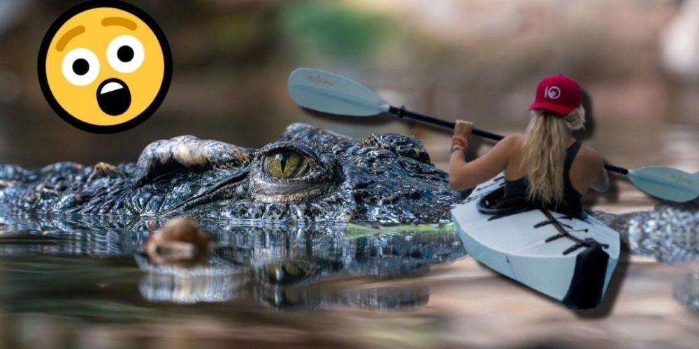 mujer cocodrilo kayak florida