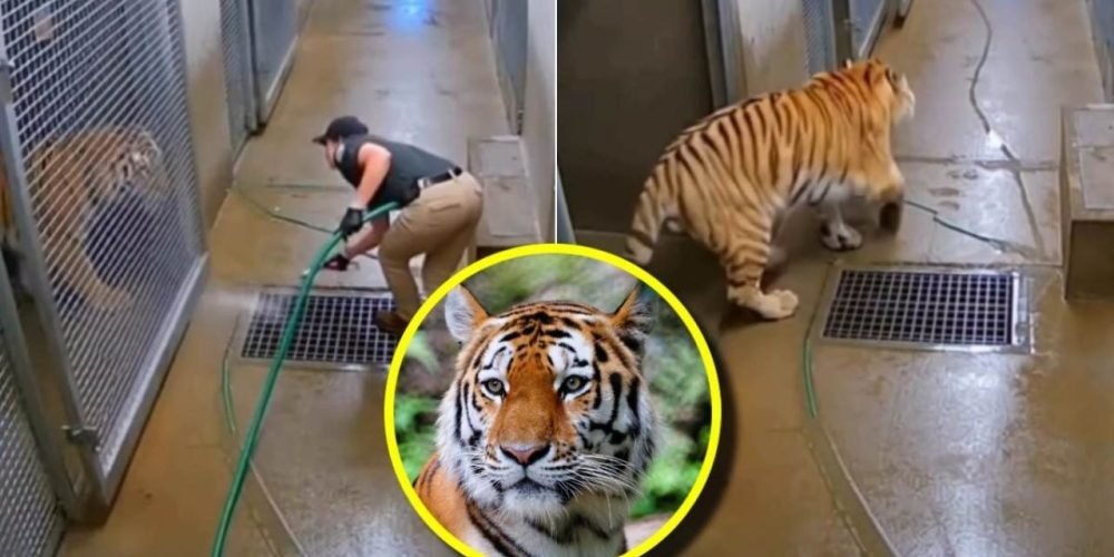 video viral tigre cuidadora