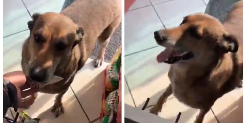 Perro compra comida viral