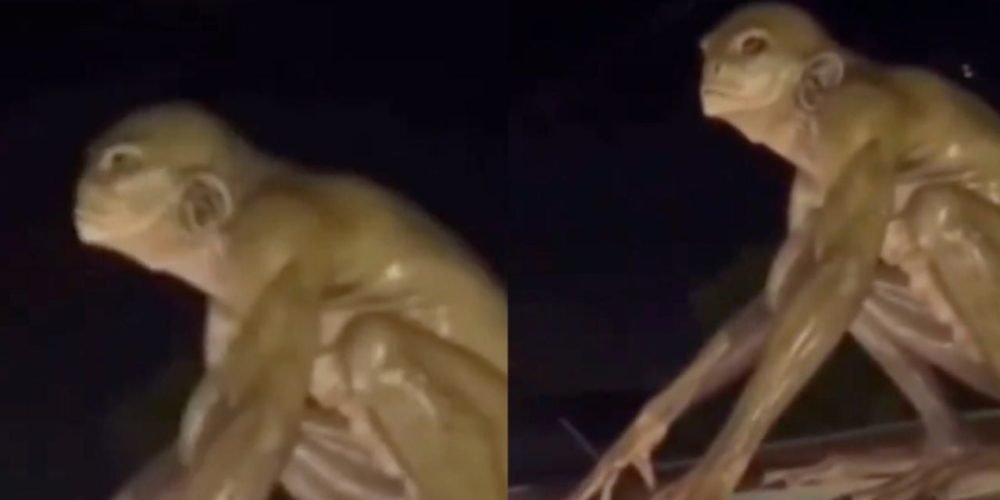 Supuesto alien reptiliano Monterrey