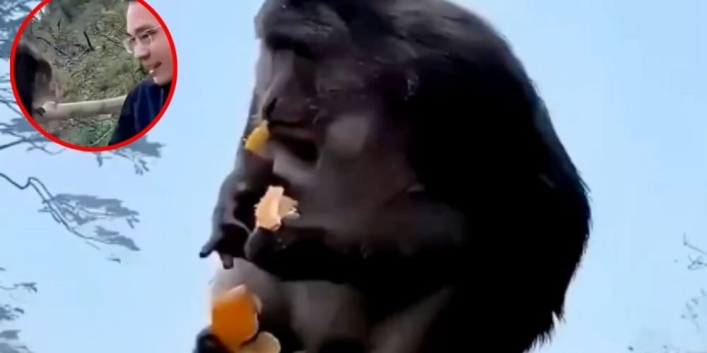 Turista empuja macaco Tíbet