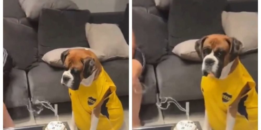perro bóxer cumpleaños viral
