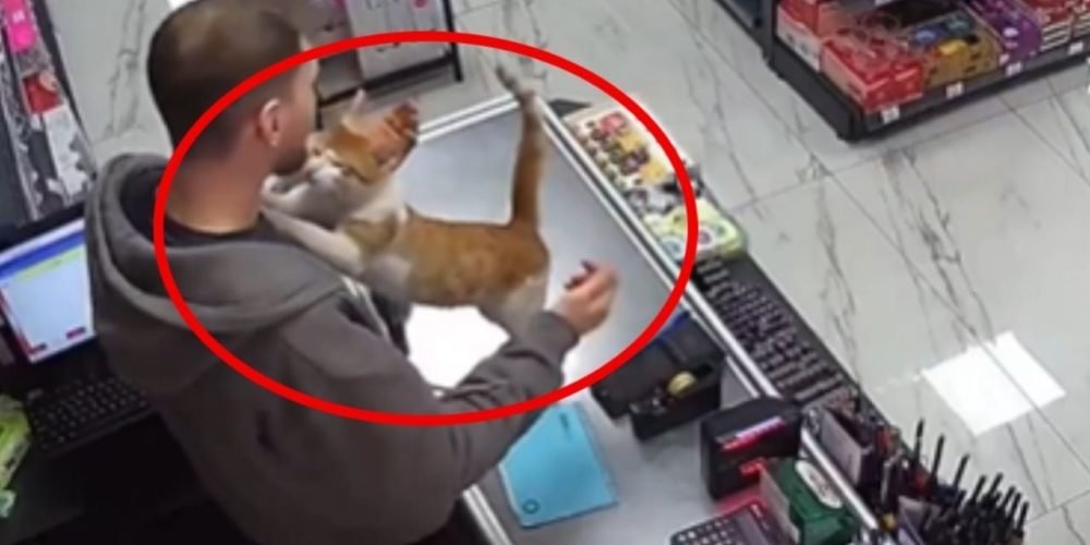 Gatita rescate Turquía