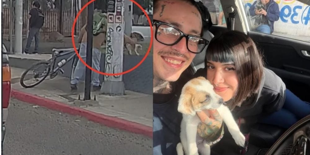 abandono perrita Tijuana