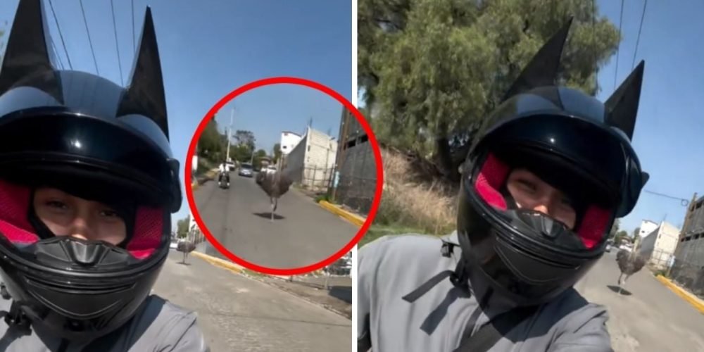 avestruz motociclista edomex