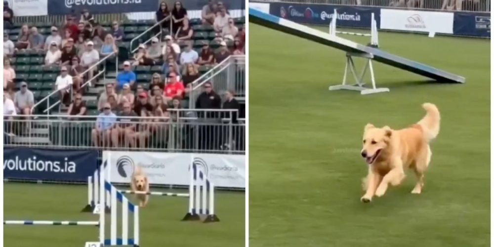 Perro viral carrera obstáculos