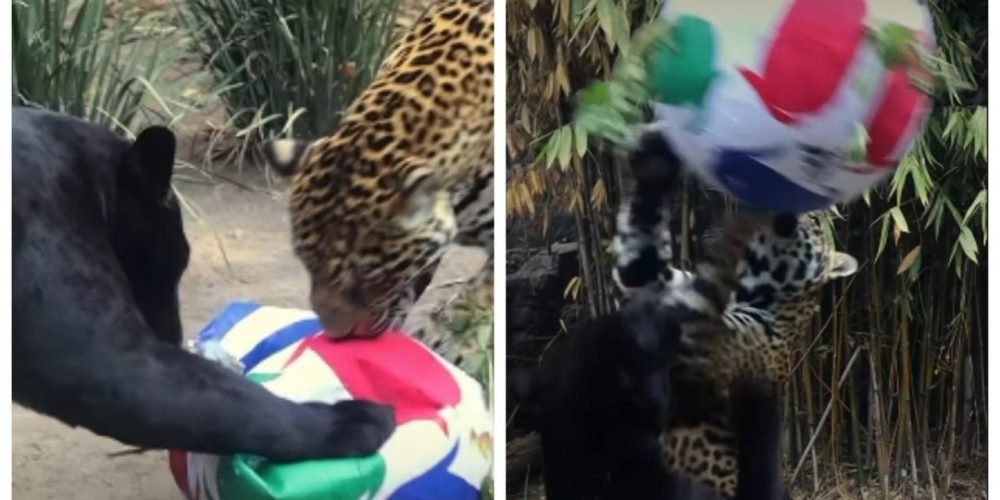jaguares jugando fútbol