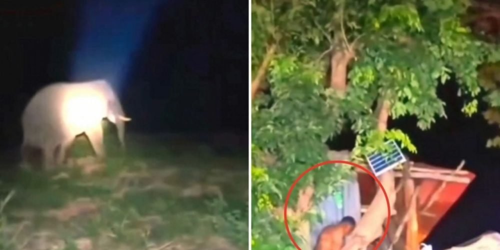 Ataque elefante Tailandia