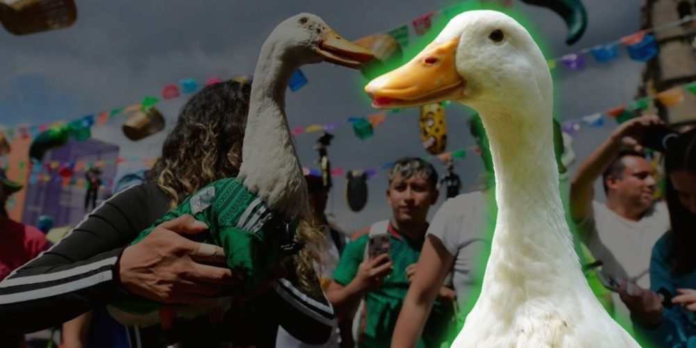 Pato Merlín valor