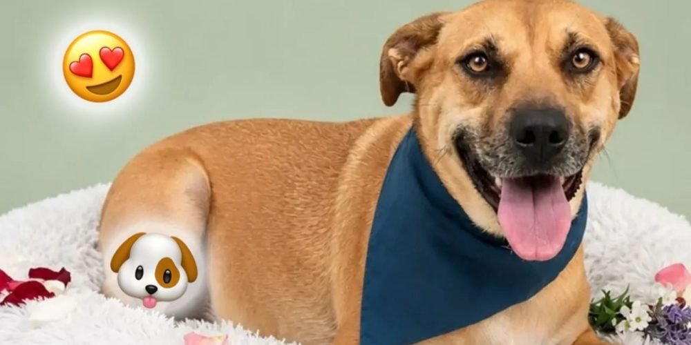 Taquito adopción