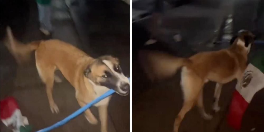 perrito bandera México