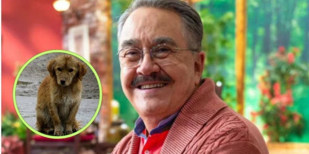 Pedro Sola disculpas perros