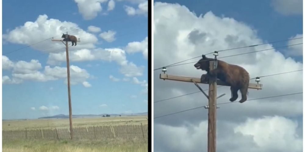 oso en poste de luz Nuevo México