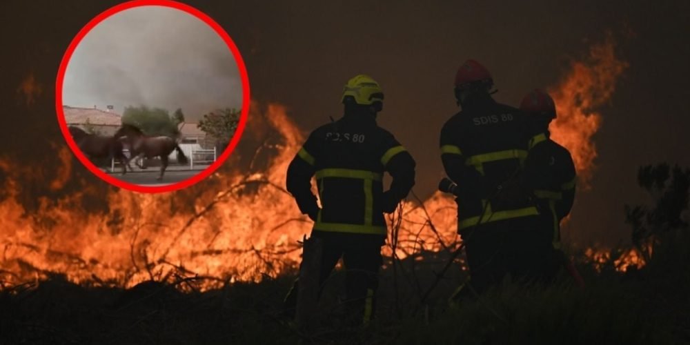 caballos huyen incendio Francia