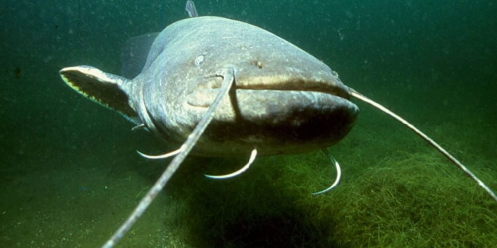 Siluro especie invasora