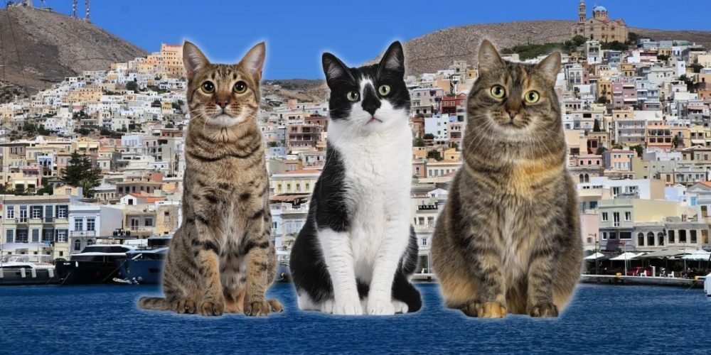 Voluntariado gatos Grecia