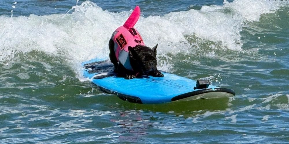 campeonato de surf canino California