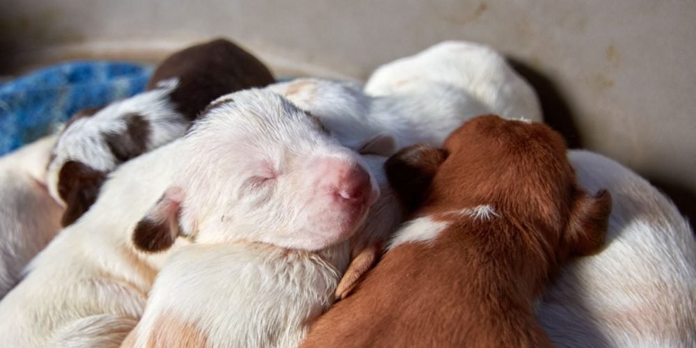 Ley bienestar animal España