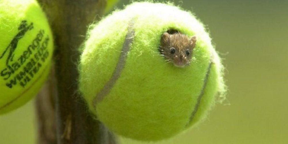 Wimbledon pelotas tenis conservación