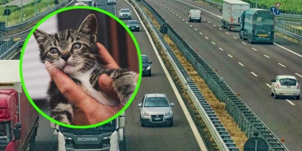 Rescate gatito autopista Long Island