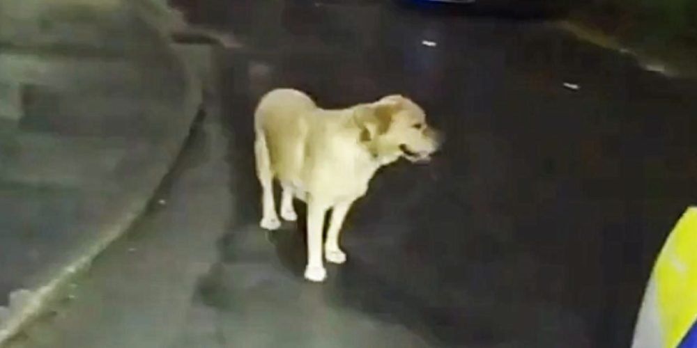 perro labrador policía