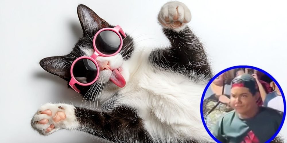 gato viral farmear aura