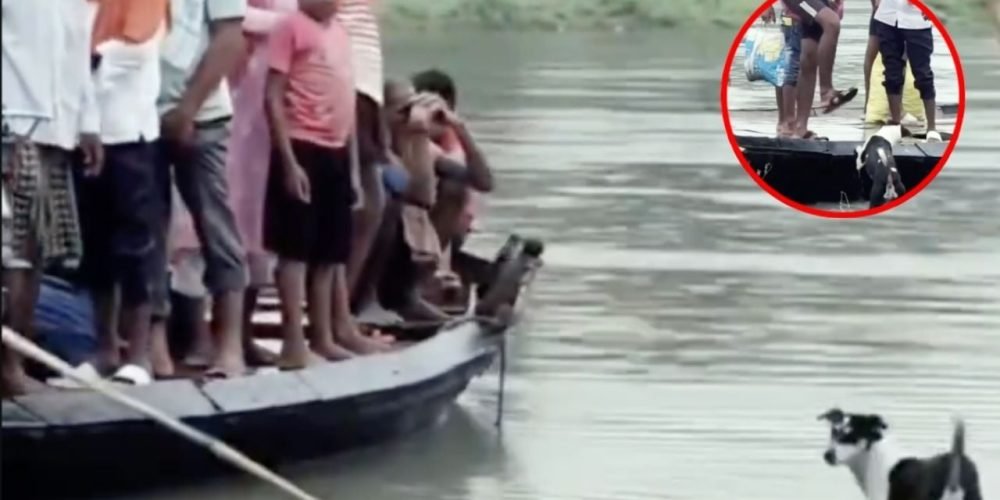 Maltrato animal en inundación