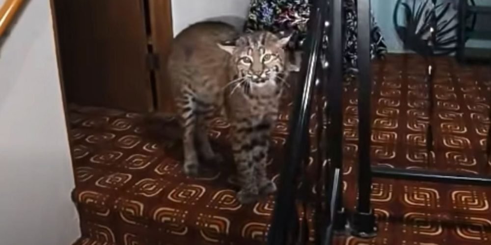 lince en casa Washington