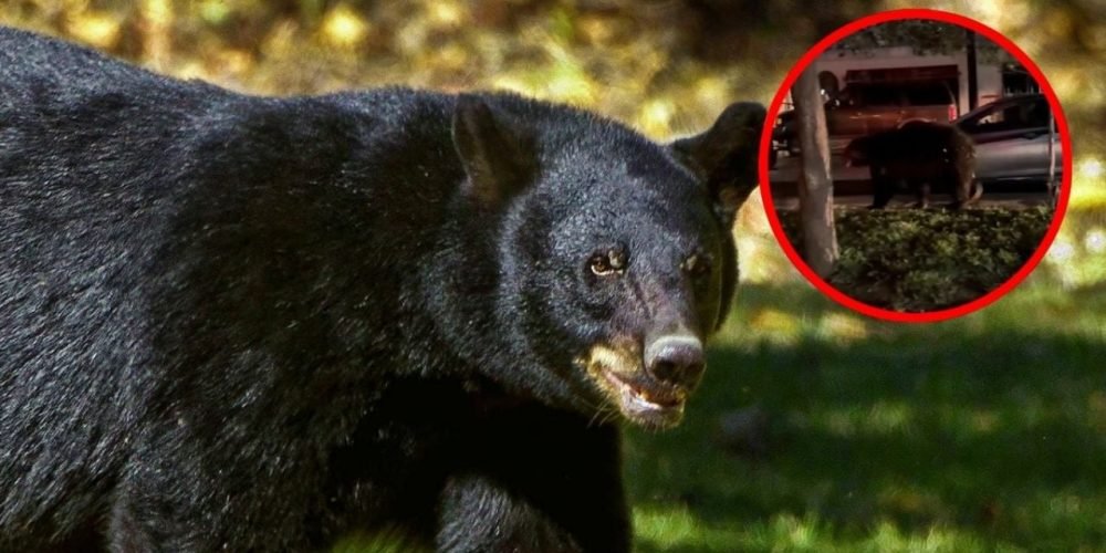 oso negro Monterrey