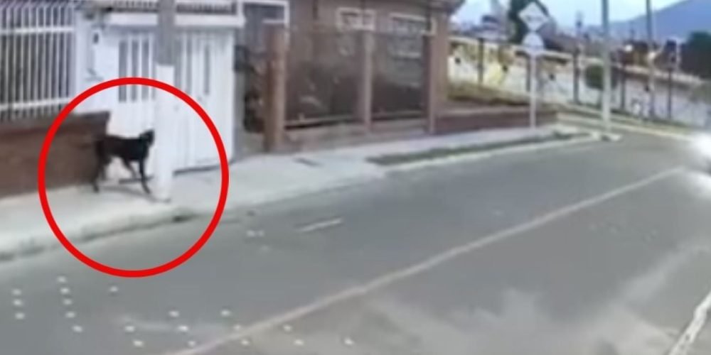 Perrito defiende dueño asalto