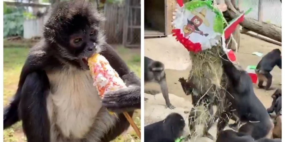 Animales Morelia fiestas patrias