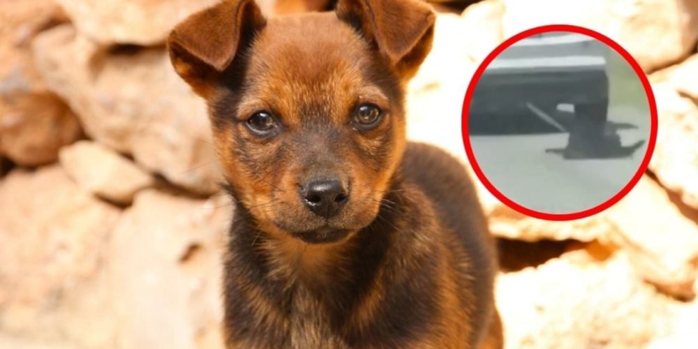 Perrito arrastrado Zempoala