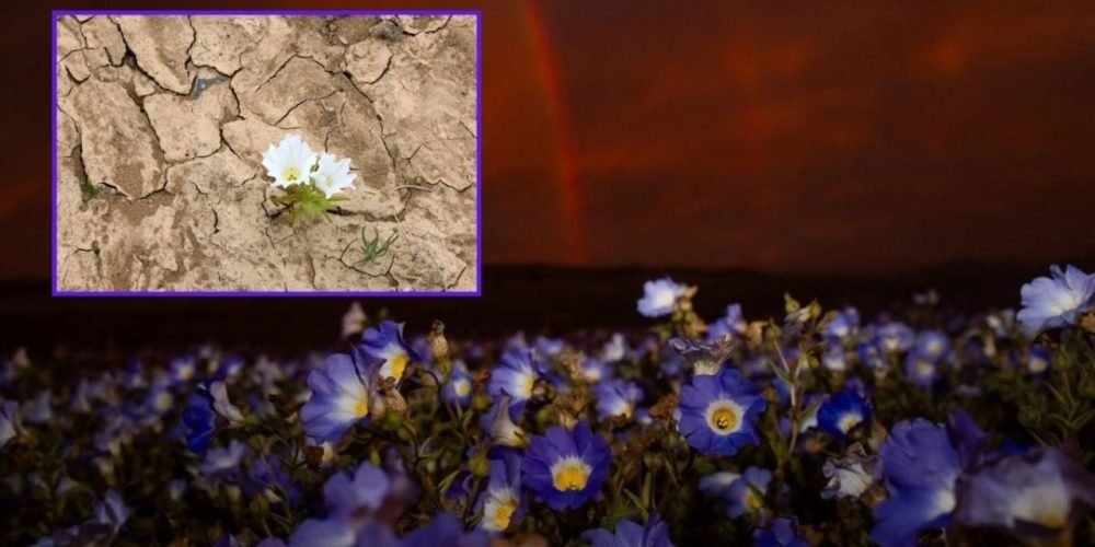 desierto de atacama florece
