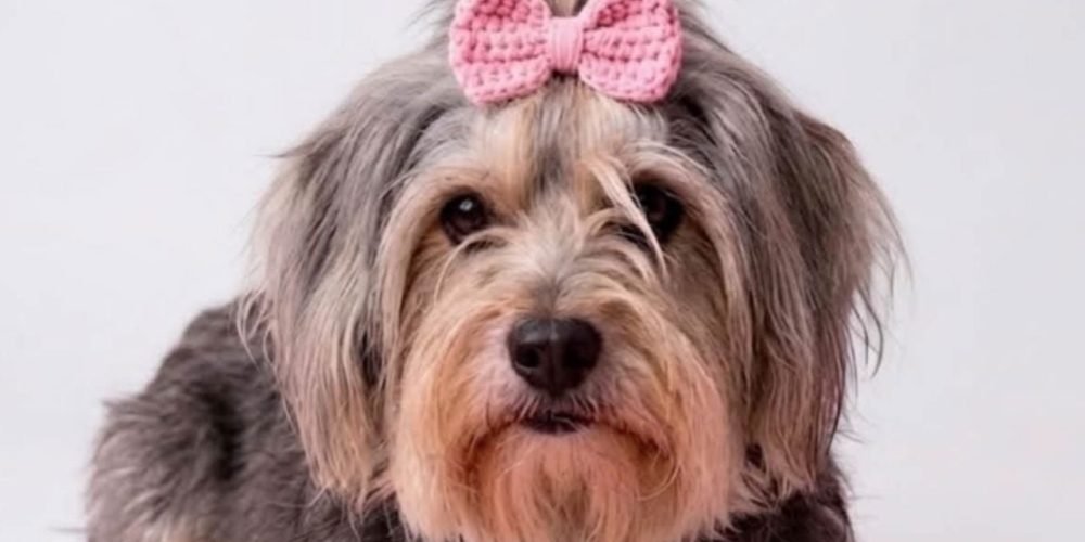 Adopción perrita Donatella CDMX