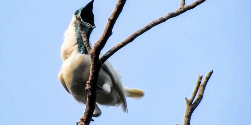 aves más ruidosas