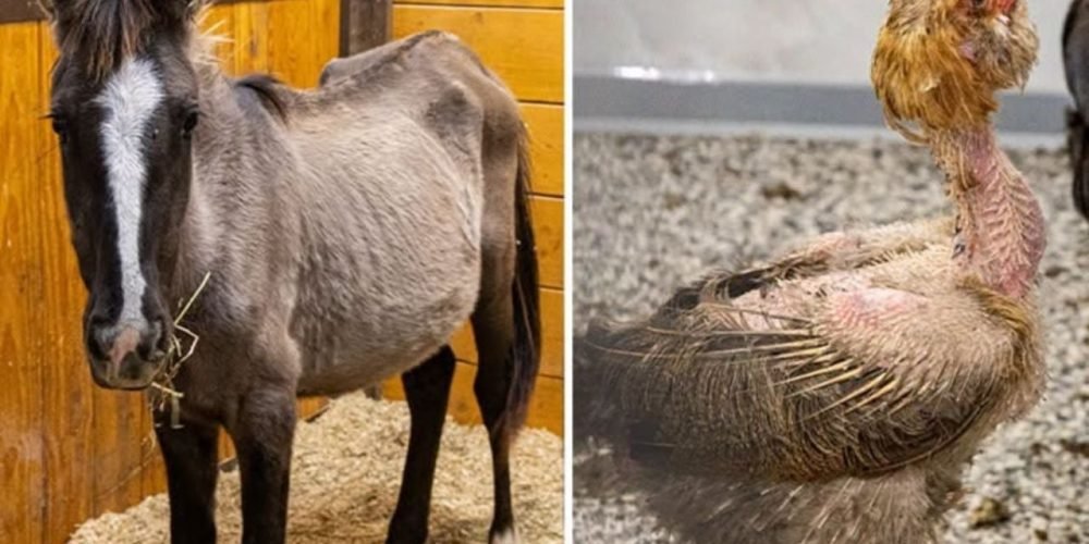 rescate de animales Iowa