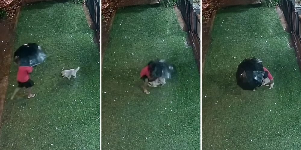 perrito granizo paraguay