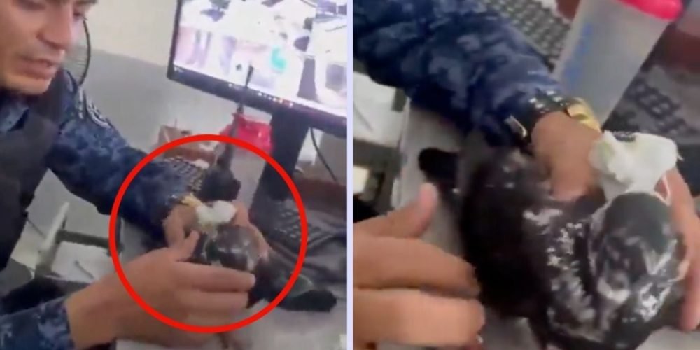 Paloma traficante drogas cárcel