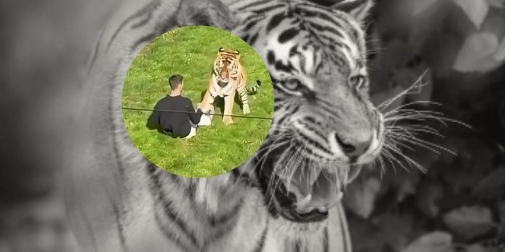 ataque tigre zoológico Reino Unido