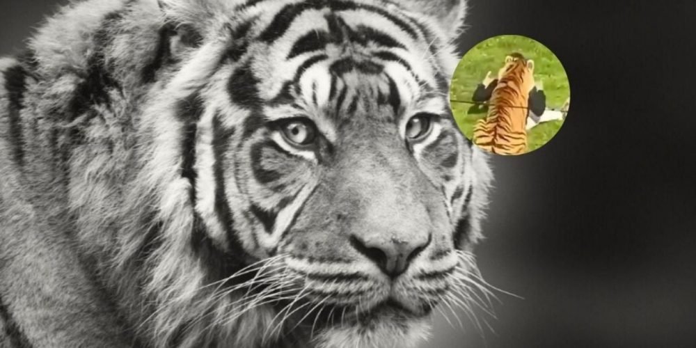 Ataque de tigre en zoológico