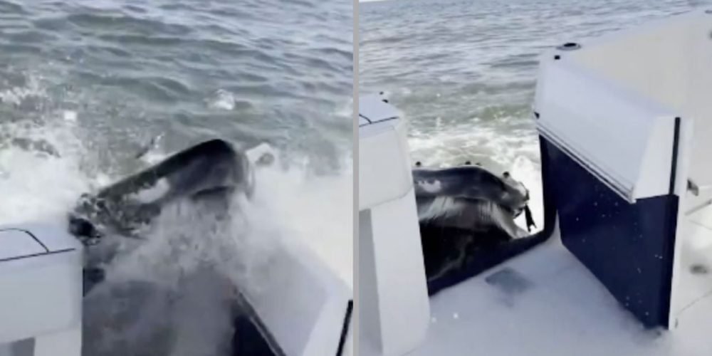 ballena jorobada embiste bote