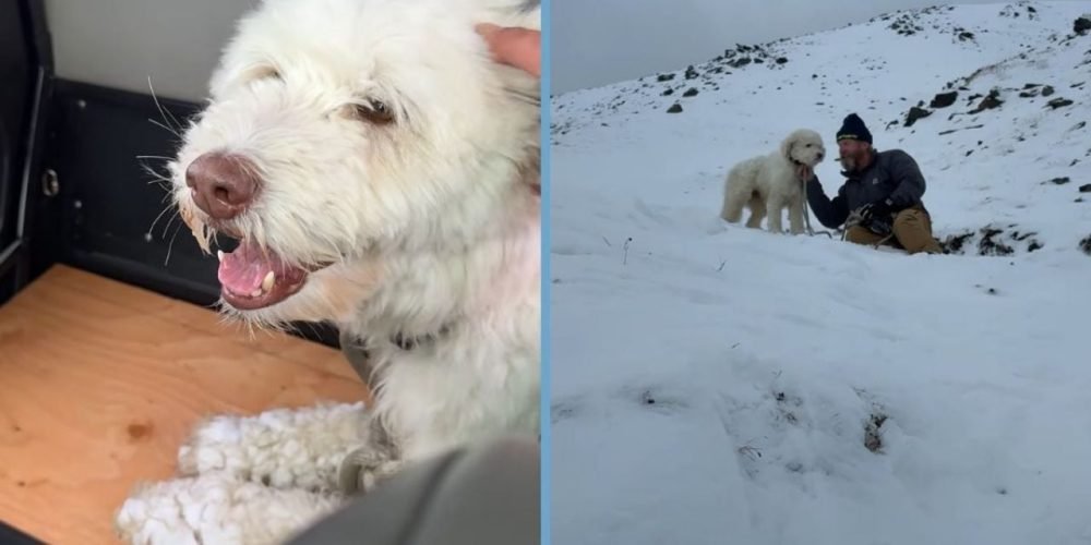 rescate perrita avalancha Alaska