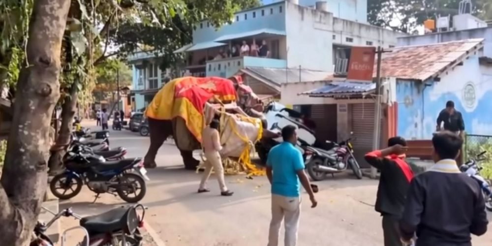 elefante procesión India